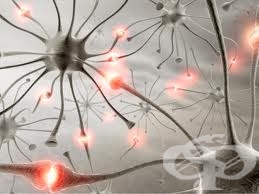 Ð“Ð°Ð±Ð°Ð¿ÐµÐ½Ñ‚Ð¸Ð½ - Ð¸Ð·Ð¾Ð±Ñ€Ð°Ð¶ÐµÐ½Ð¸Ðµ