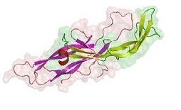 Ð§Ð¾Ð²ÐµÑˆÐºÐ¸ Ñ…Ð¾Ñ€Ð¸Ð¾Ð½Ð³Ð¾Ð½Ð°Ð´Ð¾Ñ‚Ñ€Ð¾Ð¿ÐµÐ½ Ñ…Ð¾Ñ€Ð¼Ð¾Ð½ (hCG) - Ð¸Ð·Ð¾Ð±Ñ€Ð°Ð¶ÐµÐ½Ð¸Ðµ