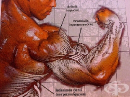 Увреждания на брахиалния плексус (КОМПРЕСИОНЕН СИНДРОМ НА ГОРНИЯ КРАЙНИК) - изображение