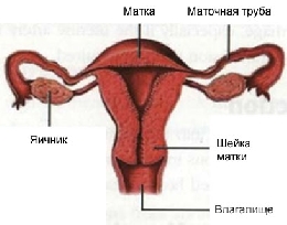 остър параметрит
