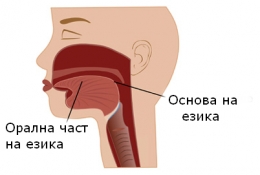 бели полипи по езика