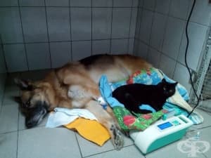 Коте инвалид се грижи за болни животни във ветеринарна клиника