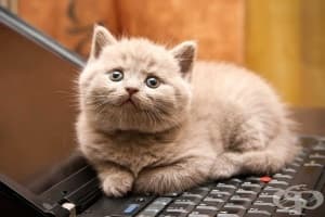 20 сладки факта за котките, които трябва да споделите с вашите деца