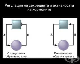 Регулация на секрецията и активността на хормоните
