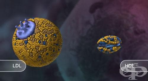 Изследване на HDL-холестерол - изображение