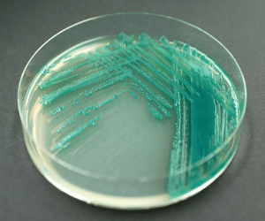agar agar