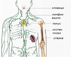 Immune organs