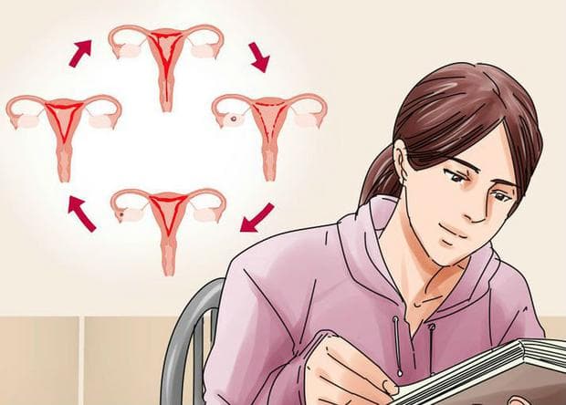 Промени в маточната лигавица през менструалния цикъл