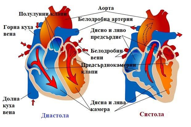 сърдечен цикъл