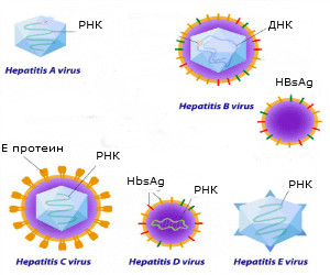 hepatitis-viruses