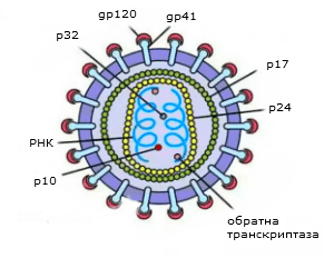 HIV_structure