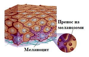 меланогенеза