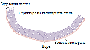 структура на капилярната стена