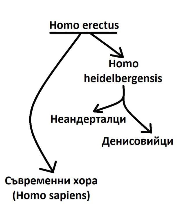      Homo