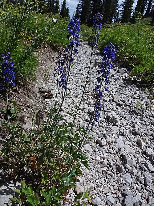 ��������� ������