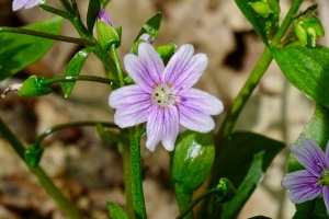 �������� ��������