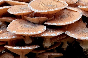 ����� ������ ����