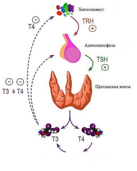 регулация на секрецията на щитовидни хормони