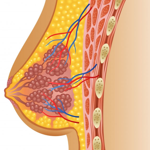 Гърда - анатомия