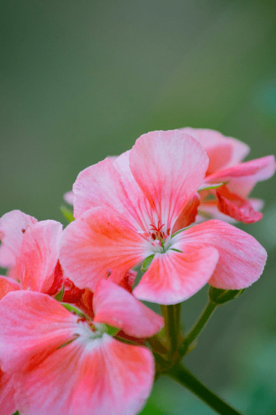 https://www.pexels.com/photo/bright-flowers-blooming-in-nature-6781620/
