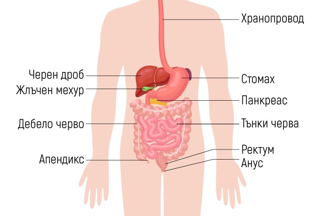 Коремни органи