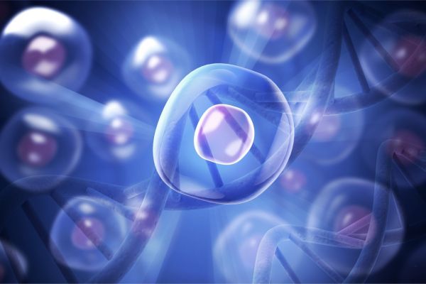 Кърменето стимулира натрупването на имунни клетки в гърдите Имунни клетки