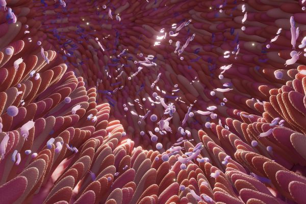 Бактерията B. longum преобразува захарите в кърмата в молекули, за които се предполага, че регулират имунната система бактерии навлизат в червата