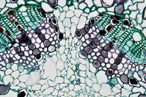 Имунотерапията, която контролира ХИВ, съдържа ваксина и широкоспектърни антитела. вируса на ХИВ