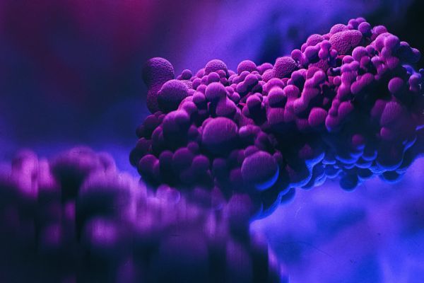 Наличието на нов щам на маймунска шарка означава, че вирусът се разпространява по света Маймунска шарка