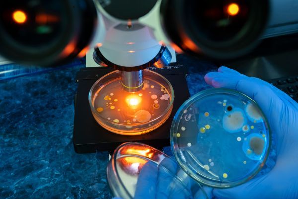 Някои чревни бактерии еволюират, за да усвояват нишестета в ултрапреработените храни Чревни бактерии