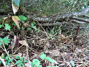 ������� �������� �������