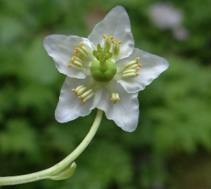 едноцветен монезес едноцветен монезес