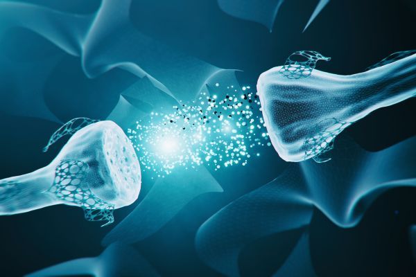 Невроните са уязвими към стрес и външни фактори Неврони