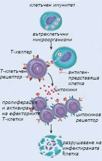cellular activation