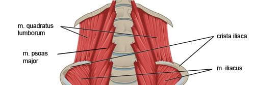 задни коремни мускули