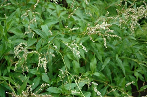 ������ ��� �����