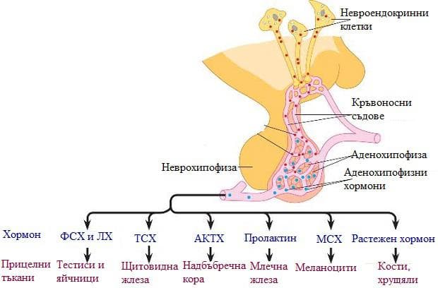 хормони на аденохипофизата