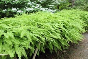 ������� �������� ������