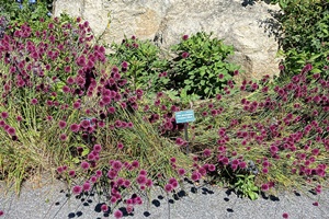 кръглоглав лук