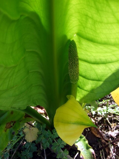 блатен фенер блатен фенер