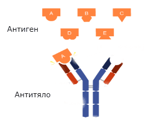 antibody-antigen