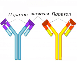 -binding-to-antibodies