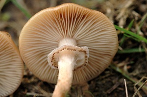 ����� ������ ����