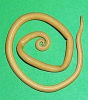 , - Ascaris lumbricoides