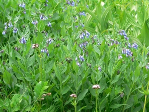 ��������� ����������