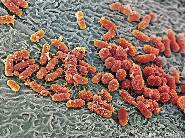 Бактерии в носна кухина
