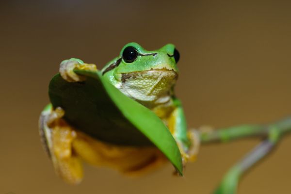 ������� �������� ����