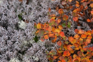 дребна бреза дребна бреза