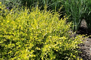 дребна бреза дребна бреза