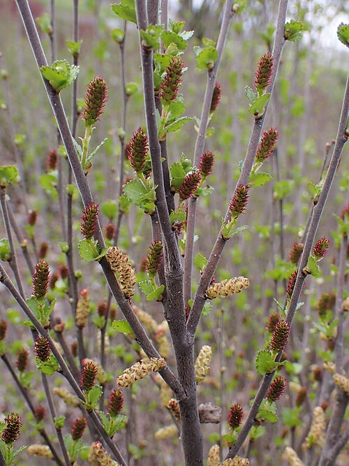дребна бреза дребна бреза